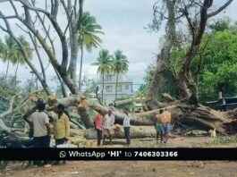 Sidlaghatta-Dibburahalli Centuries old Tree Uprooted due to rainfall