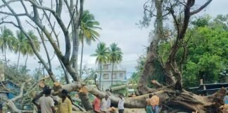 Sidlaghatta-Dibburahalli Centuries old Tree Uprooted due to rainfall
