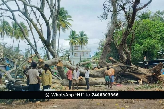 Sidlaghatta-Dibburahalli Centuries old Tree Uprooted due to rainfall