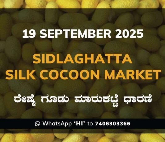 Sidlaghatta Silk Cocoon Market Price Rate ಶಿಡ್ಲಘಟ್ಟ ರೇಷ್ಮೆ ಗೂಡು ಮಾರುಕಟ್ಟೆ ಧಾರಣೆ