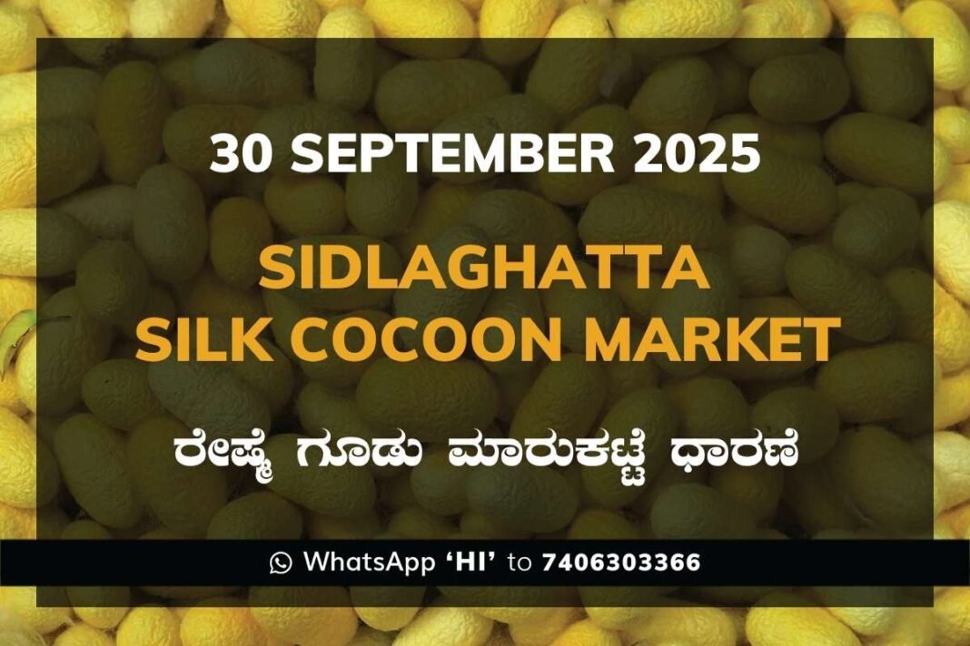 Sidlaghatta Silk Cocoon Market Price Rate ಶಿಡ್ಲಘಟ್ಟ ರೇಷ್ಮೆ ಗೂಡು ಮಾರುಕಟ್ಟೆ ಧಾರಣೆ