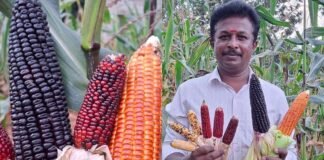 Sidlaghatta Super food Colour Maize Growing Farmer
