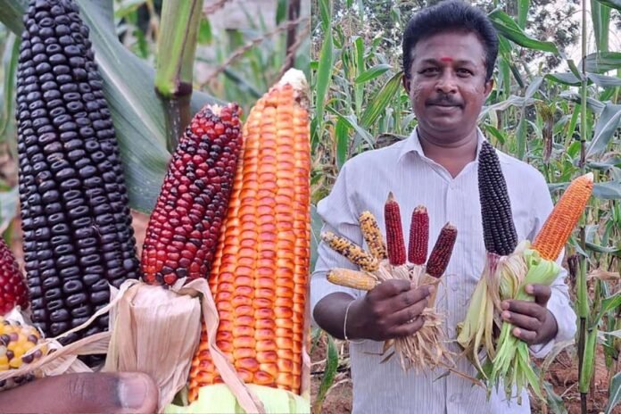 Sidlaghatta Super food Colour Maize Growing Farmer