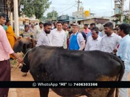 Sidlaghatta Malamachanahalli Cattle Health Camp