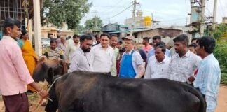 Sidlaghatta Malamachanahalli Cattle Health Camp