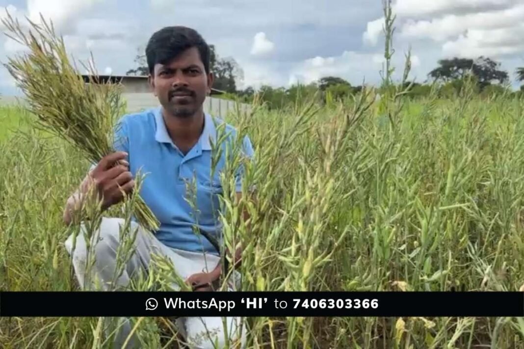 24octs1 Sidlaghatta Farmer White Mustard Farming