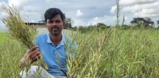 ಶಿಡ್ಲಘಟ್ಟ ರೈತರಿಂದ ಬಿಳಿ ಸಾಸಿವೆ ಬೆಳೆ ಯಶಸ್ವಿ – ಅಪರೂಪದ ಕೃಷಿಗೆ ಪ್ರಶಂಸೆ Sidlaghatta Farmer White Mustard Farming