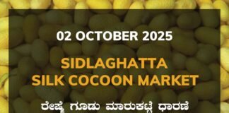 Sidlaghatta Silk Cocoon Market Price Rate ಶಿಡ್ಲಘಟ್ಟ ರೇಷ್ಮೆ ಗೂಡು ಮಾರುಕಟ್ಟೆ ಧಾರಣೆ