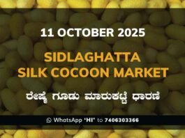 Sidlaghatta Silk Cocoon Market Price Rate ಶಿಡ್ಲಘಟ್ಟ ರೇಷ್ಮೆ ಗೂಡು ಮಾರುಕಟ್ಟೆ ಧಾರಣೆ