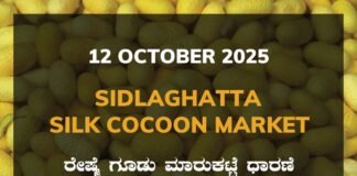 Sidlaghatta Silk Cocoon Market Price Rate ಶಿಡ್ಲಘಟ್ಟ ರೇಷ್ಮೆ ಗೂಡು ಮಾರುಕಟ್ಟೆ ಧಾರಣೆ