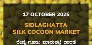 Sidlaghatta Silk Cocoon Market Price Rate ಶಿಡ್ಲಘಟ್ಟ ರೇಷ್ಮೆ ಗೂಡು ಮಾರುಕಟ್ಟೆ ಧಾರಣೆ