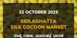 Sidlaghatta Silk Cocoon Market Price Rate ಶಿಡ್ಲಘಟ್ಟ ರೇಷ್ಮೆ ಗೂಡು ಮಾರುಕಟ್ಟೆ ಧಾರಣೆ
