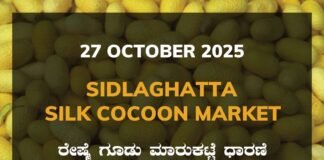 Sidlaghatta Silk Cocoon Market-27/10/2025 Sidlaghatta Silk Cocoon Market Price Rate ಶಿಡ್ಲಘಟ್ಟ ರೇಷ್ಮೆ ಗೂಡು ಮಾರುಕಟ್ಟೆ ಧಾರಣೆ