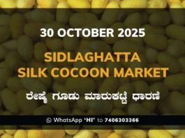 Sidlaghatta Silk Cocoon Market Price Rate ಶಿಡ್ಲಘಟ್ಟ ರೇಷ್ಮೆ ಗೂಡು ಮಾರುಕಟ್ಟೆ ಧಾರಣೆ