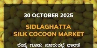 Sidlaghatta Silk Cocoon Market-30/10/2025 Sidlaghatta Silk Cocoon Market Price Rate ಶಿಡ್ಲಘಟ್ಟ ರೇಷ್ಮೆ ಗೂಡು ಮಾರುಕಟ್ಟೆ ಧಾರಣೆ
