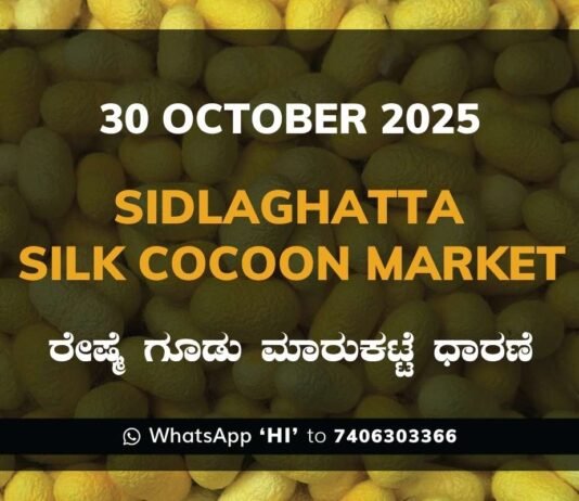 Sidlaghatta Silk Cocoon Market Price Rate ಶಿಡ್ಲಘಟ್ಟ ರೇಷ್ಮೆ ಗೂಡು ಮಾರುಕಟ್ಟೆ ಧಾರಣೆ