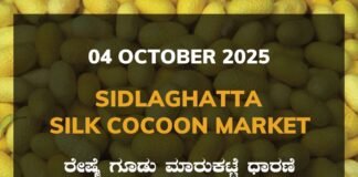 Sidlaghatta Silk Cocoon Market Price Rate ಶಿಡ್ಲಘಟ್ಟ ರೇಷ್ಮೆ ಗೂಡು ಮಾರುಕಟ್ಟೆ ಧಾರಣೆ