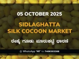 Sidlaghatta Silk Cocoon Market Price Rate ಶಿಡ್ಲಘಟ್ಟ ರೇಷ್ಮೆ ಗೂಡು ಮಾರುಕಟ್ಟೆ ಧಾರಣೆ