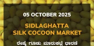 Sidlaghatta Silk Cocoon Market Price Rate ಶಿಡ್ಲಘಟ್ಟ ರೇಷ್ಮೆ ಗೂಡು ಮಾರುಕಟ್ಟೆ ಧಾರಣೆ