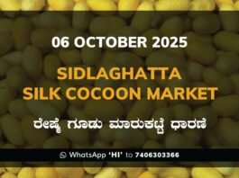Sidlaghatta Silk Cocoon Market Price Rate ಶಿಡ್ಲಘಟ್ಟ ರೇಷ್ಮೆ ಗೂಡು ಮಾರುಕಟ್ಟೆ ಧಾರಣೆ