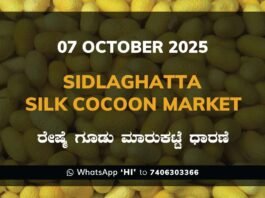 Sidlaghatta Silk Cocoon Market Price Rate ಶಿಡ್ಲಘಟ್ಟ ರೇಷ್ಮೆ ಗೂಡು ಮಾರುಕಟ್ಟೆ ಧಾರಣೆ