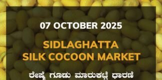 Sidlaghatta Silk Cocoon Market Price Rate ಶಿಡ್ಲಘಟ್ಟ ರೇಷ್ಮೆ ಗೂಡು ಮಾರುಕಟ್ಟೆ ಧಾರಣೆ