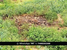 Sidalghatta J Venkatapura illegal Dumping of fish