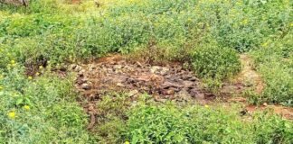 Sidalghatta J Venkatapura illegal Dumping of fish