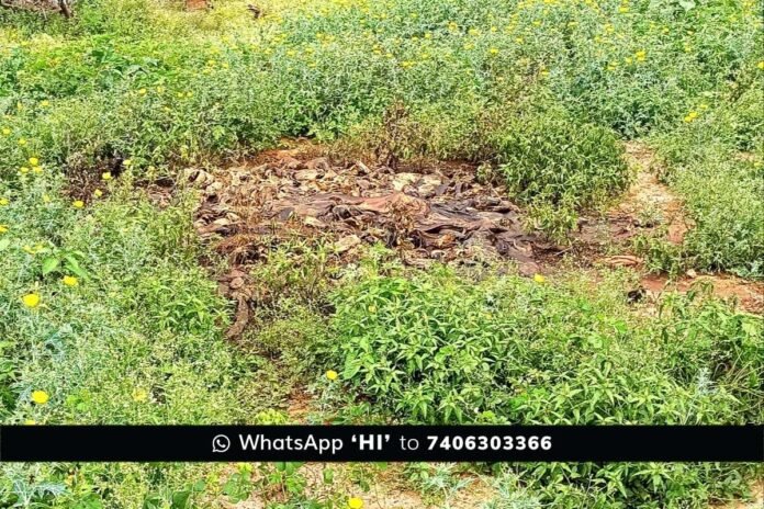 Sidalghatta J Venkatapura illegal Dumping of fish