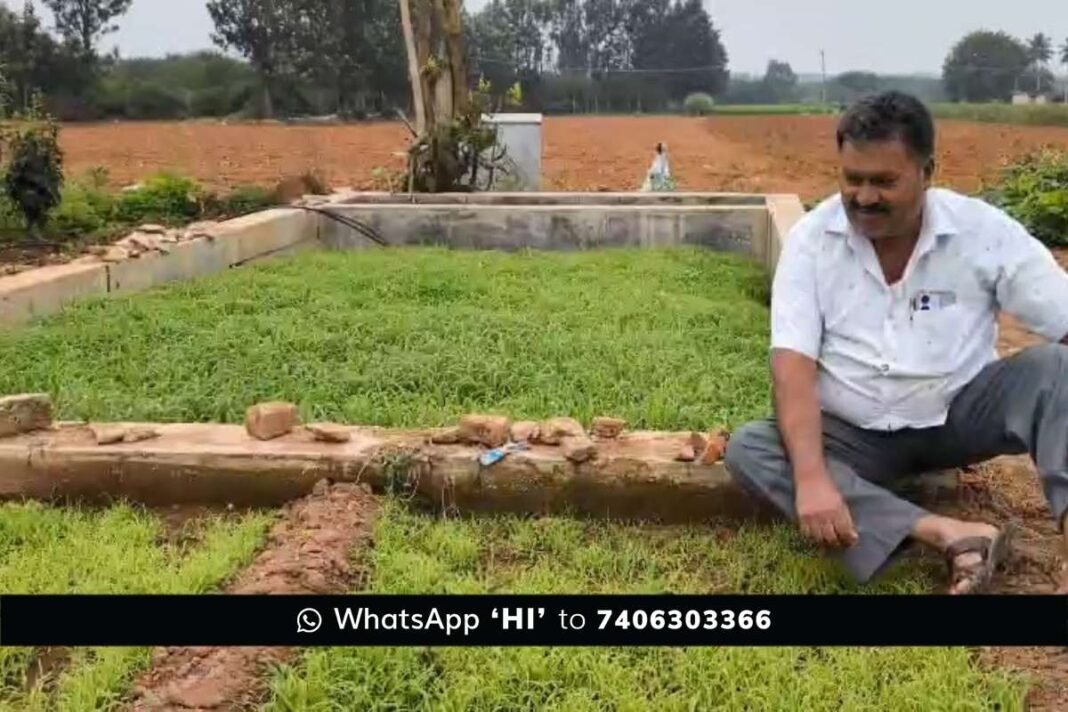 Sidlaghatta Farmer Bumper Crop Guni Method Ragi Farming