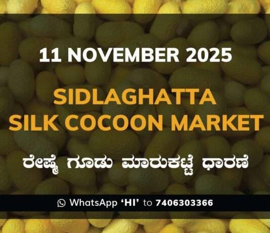 Sidlaghatta Silk Cocoon Market Price Rate ಶಿಡ್ಲಘಟ್ಟ ರೇಷ್ಮೆ ಗೂಡು ಮಾರುಕಟ್ಟೆ ಧಾರಣೆ