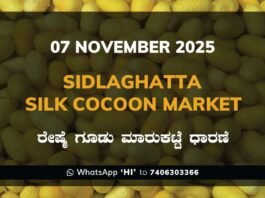Sidlaghatta Silk Cocoon Market Price Rate ಶಿಡ್ಲಘಟ್ಟ ರೇಷ್ಮೆ ಗೂಡು ಮಾರುಕಟ್ಟೆ ಧಾರಣೆ