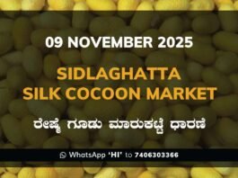 Sidlaghatta Silk Cocoon Market Price Rate ಶಿಡ್ಲಘಟ್ಟ ರೇಷ್ಮೆ ಗೂಡು ಮಾರುಕಟ್ಟೆ ಧಾರಣೆ