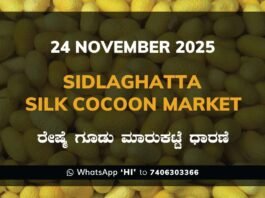 Sidlaghatta Silk Cocoon Market Price Rate ಶಿಡ್ಲಘಟ್ಟ ರೇಷ್ಮೆ ಗೂಡು ಮಾರುಕಟ್ಟೆ ಧಾರಣೆ