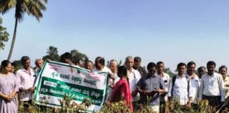 ‘ಗುಣಿ’ ಪದ್ಧತಿ ರಾಗಿ; ಸಾಂಪ್ರದಾಯಿಕ ವಿಧಾನಕ್ಕಿಂತಲೂ ಹೆಚ್ಚು ಇಳುವರಿ: ಕೃಷಿ ಇಲಾಖೆ Sidlaghatta Finger Millet High Yield Crop