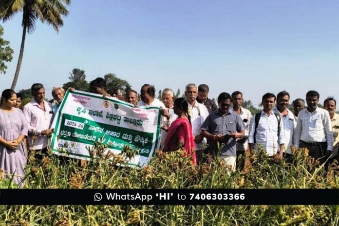 Sidlaghatta Finger Millet High Yield Crop