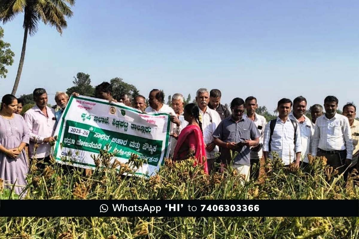 Sidlaghatta Finger Millet High Yield Crop