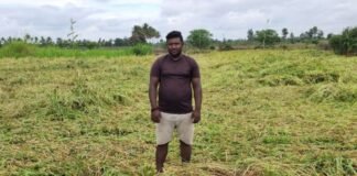 sidlaghatta Cyclone Ditwah ragi crop loss