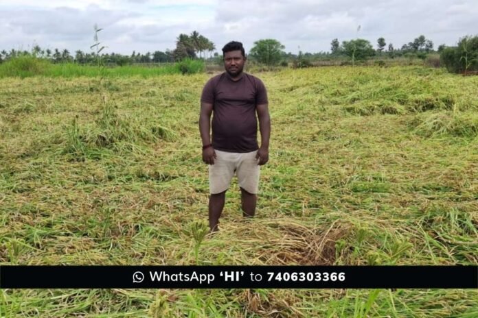 sidlaghatta Cyclone Ditwah ragi crop loss