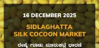 Sidlaghatta Silk Cocoon Market Price Rate ಶಿಡ್ಲಘಟ್ಟ ರೇಷ್ಮೆ ಗೂಡು ಮಾರುಕಟ್ಟೆ ಧಾರಣೆ