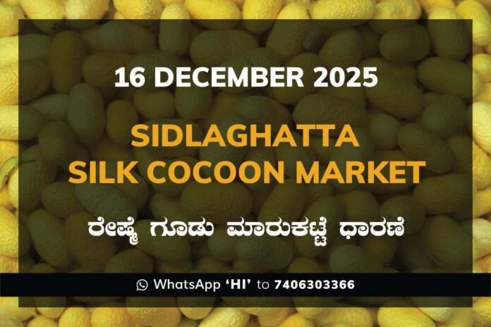 Sidlaghatta Silk Cocoon Market Price Rate ಶಿಡ್ಲಘಟ್ಟ ರೇಷ್ಮೆ ಗೂಡು ಮಾರುಕಟ್ಟೆ ಧಾರಣೆ