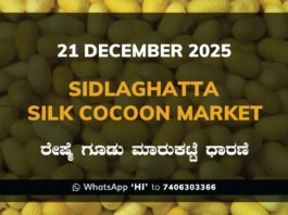 Sidlaghatta Silk Cocoon Market Price Rate ಶಿಡ್ಲಘಟ್ಟ ರೇಷ್ಮೆ ಗೂಡು ಮಾರುಕಟ್ಟೆ ಧಾರಣೆ
