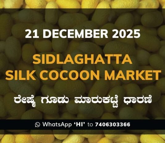 Sidlaghatta Silk Cocoon Market Price Rate ಶಿಡ್ಲಘಟ್ಟ ರೇಷ್ಮೆ ಗೂಡು ಮಾರುಕಟ್ಟೆ ಧಾರಣೆ