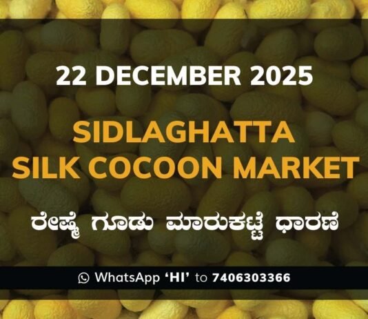 Sidlaghatta Silk Cocoon Market Price Rate ಶಿಡ್ಲಘಟ್ಟ ರೇಷ್ಮೆ ಗೂಡು ಮಾರುಕಟ್ಟೆ ಧಾರಣೆ