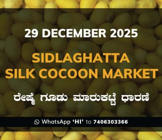 Sidlaghatta Silk Cocoon Market Price Rate ಶಿಡ್ಲಘಟ್ಟ ರೇಷ್ಮೆ ಗೂಡು ಮಾರುಕಟ್ಟೆ ಧಾರಣೆ