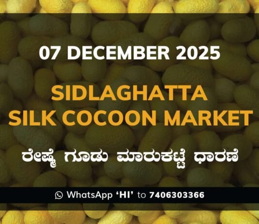 Sidlaghatta Silk Cocoon Market Price Rate ಶಿಡ್ಲಘಟ್ಟ ರೇಷ್ಮೆ ಗೂಡು ಮಾರುಕಟ್ಟೆ ಧಾರಣೆ