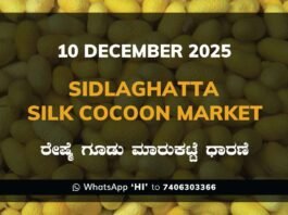Sidlaghatta Silk Cocoon Market Price Rate ಶಿಡ್ಲಘಟ್ಟ ರೇಷ್ಮೆ ಗೂಡು ಮಾರುಕಟ್ಟೆ ಧಾರಣೆ