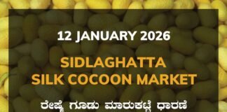 Sidlaghatta Silk Cocoon Market Price Rate ಶಿಡ್ಲಘಟ್ಟ ರೇಷ್ಮೆ ಗೂಡು ಮಾರುಕಟ್ಟೆ ಧಾರಣೆ