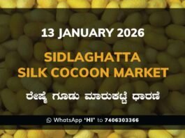 Sidlaghatta Silk Cocoon Market Price Rate ಶಿಡ್ಲಘಟ್ಟ ರೇಷ್ಮೆ ಗೂಡು ಮಾರುಕಟ್ಟೆ ಧಾರಣೆ