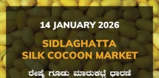 Sidlaghatta Silk Cocoon Market Price Rate ಶಿಡ್ಲಘಟ್ಟ ರೇಷ್ಮೆ ಗೂಡು ಮಾರುಕಟ್ಟೆ ಧಾರಣೆ